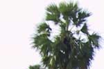 Thnot, the sugar palm tree (Borassus flabellifer) in Cambodia - 2001